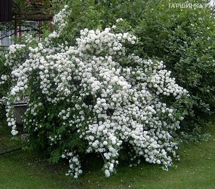 Чубушник Дам Бланш