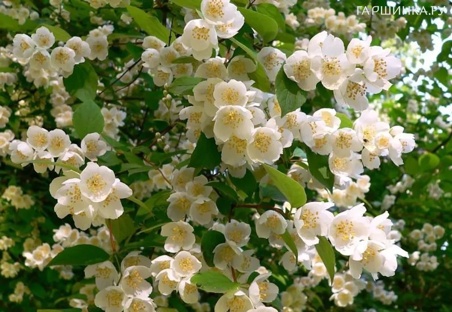 Чубушник Венечный