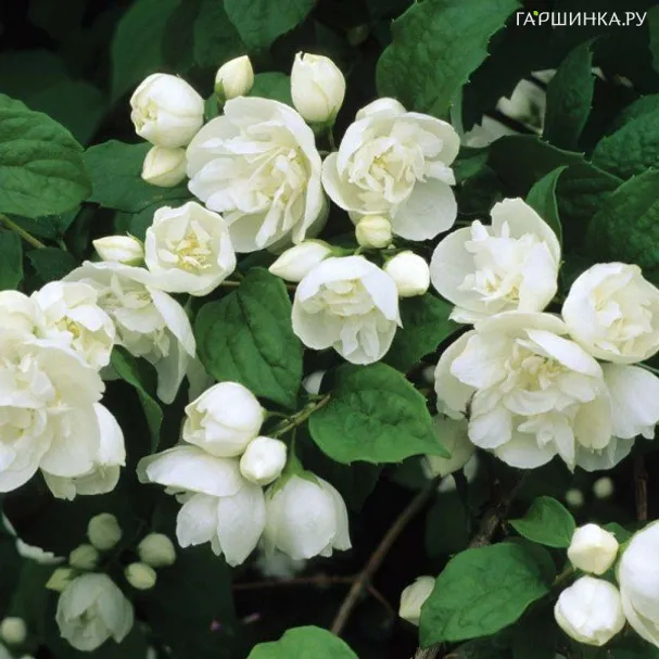 Чубушник виргинский