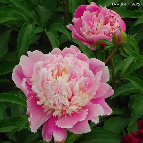 Пион Весенняя палитра