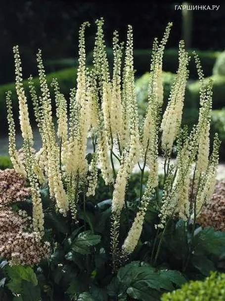 Цимицифуга (Клопогон) Кордифолия