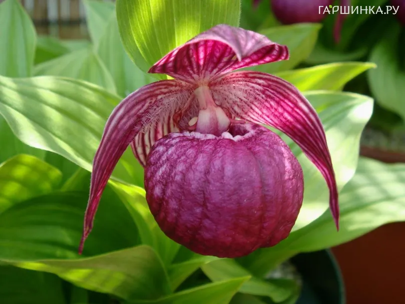 Венерин башмачок Крупноцветковый