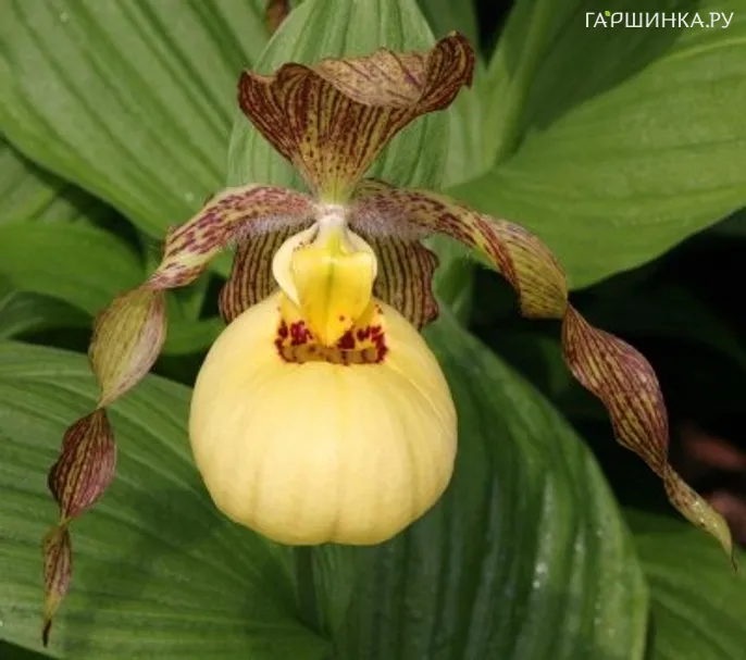 Венерин башмачок Крупноцветковый Виктория