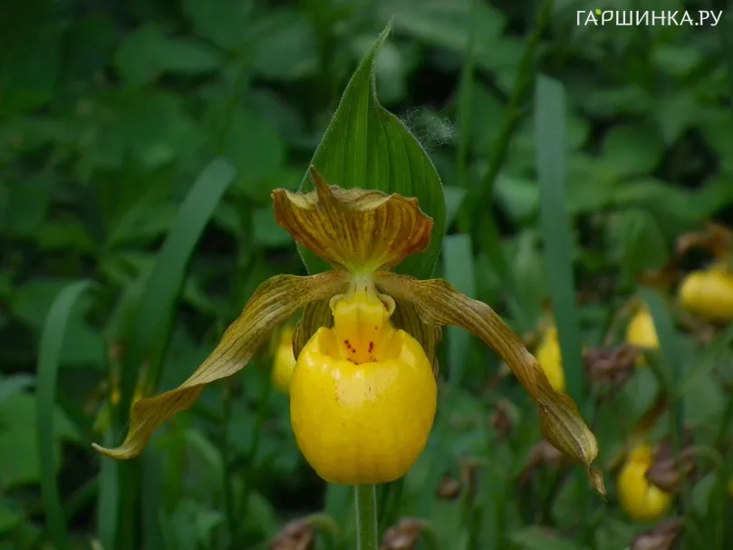 Циприпедиум/Венерин башмачок Пушистый