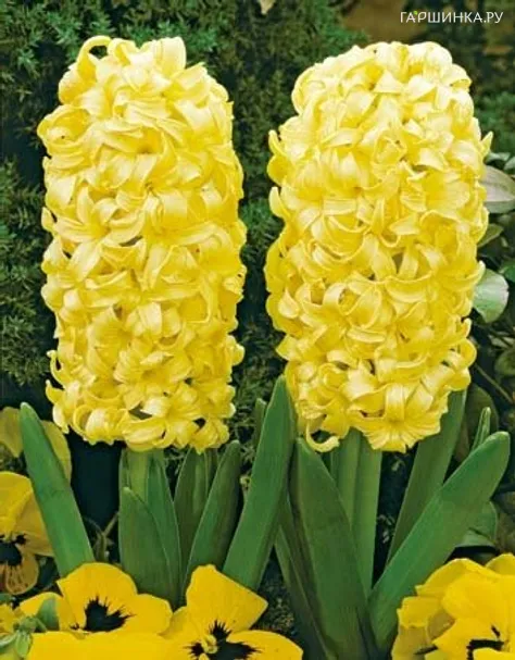 Гиацинт Сити оф Харлем 3 шт