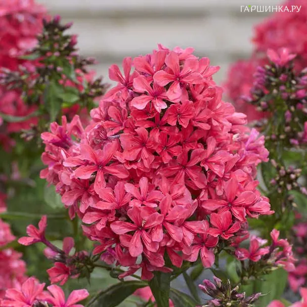 Флокс Клеопатра метельчатый