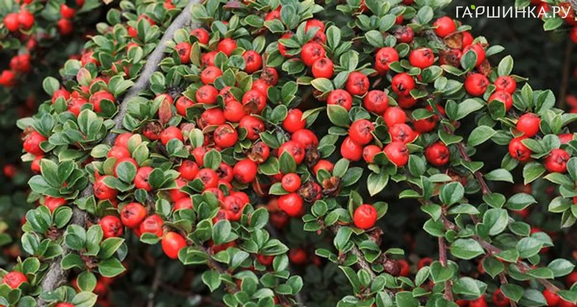 Кизильник Корал Бьюти