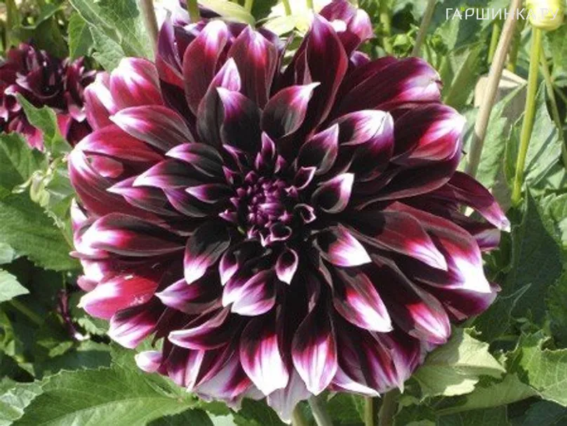 Георгина Контраст декоративная