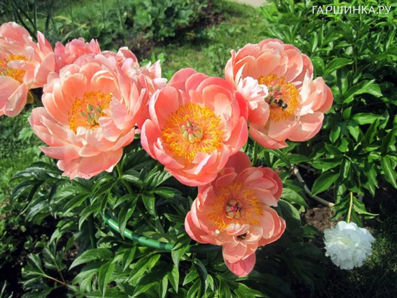 Пион Корал Суприм