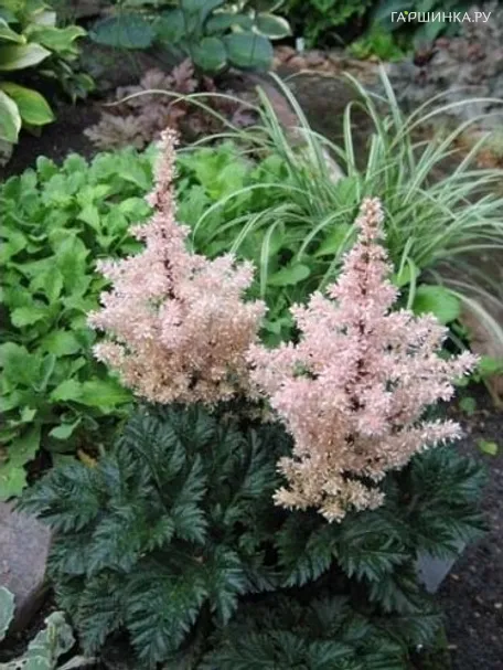 Астильба курчавая Лилипут