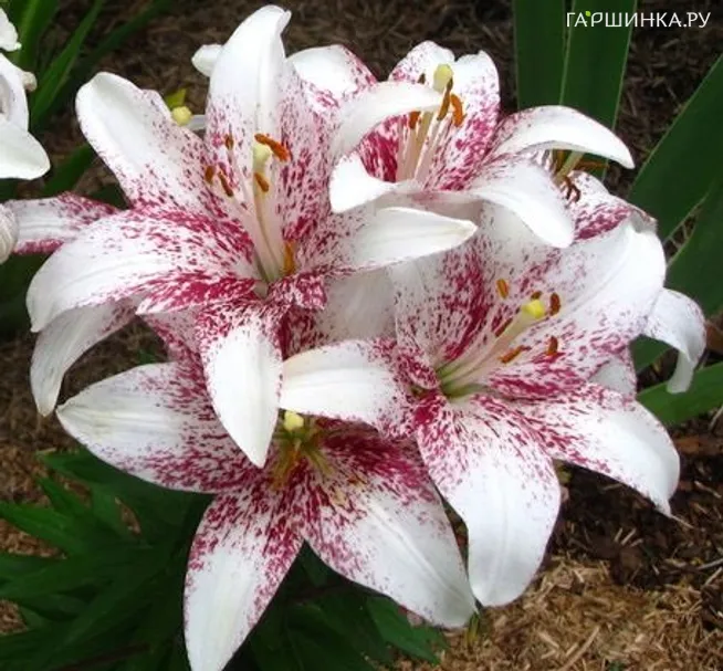 Лилия Кроссовер азиатская/2шт