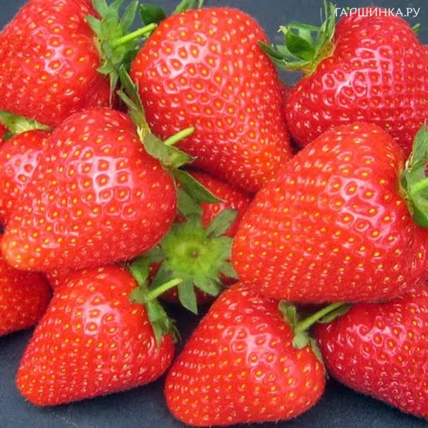 Земляника ремонтантная Красная шапочка