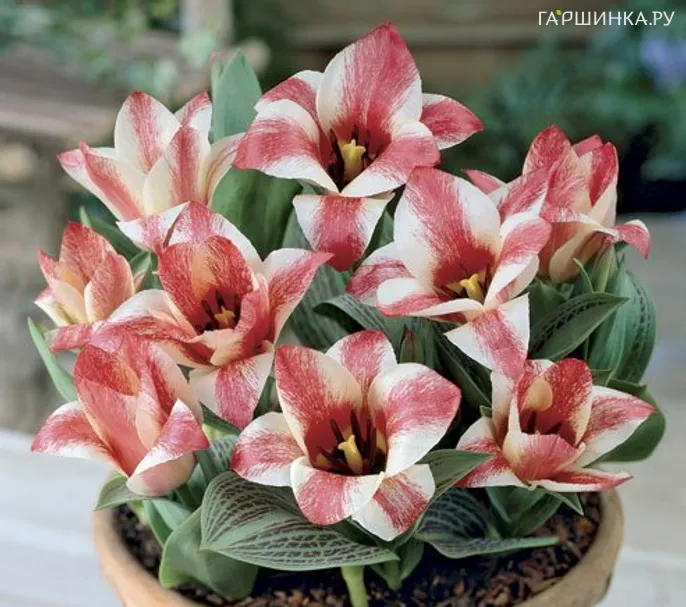 Тюльпан Кзаар Петер (Царь Петр) Грейга