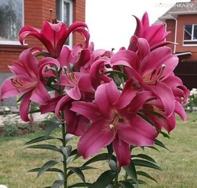 Лилия Далиан ОТ-гибрид / 2шт