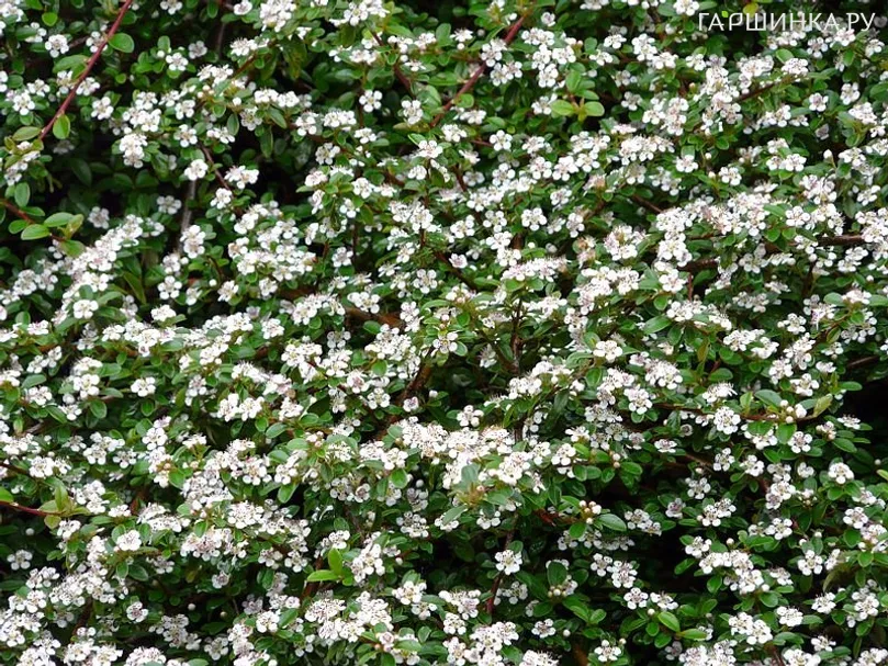 Кизильник Даммера Мэйджор