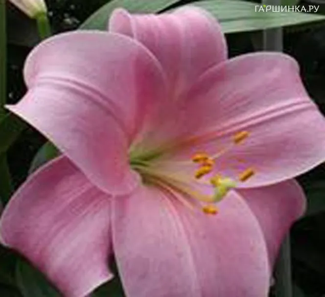 Лилия Дансинг Леди лонгифлорум/ 2шт