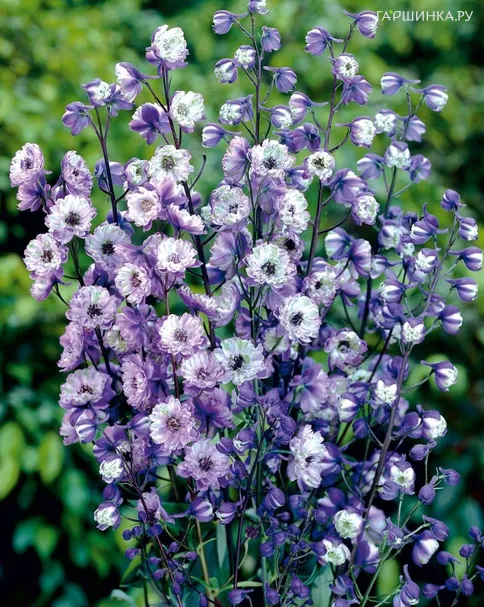 Дельфиниум высокий Ла Богем (Богема)