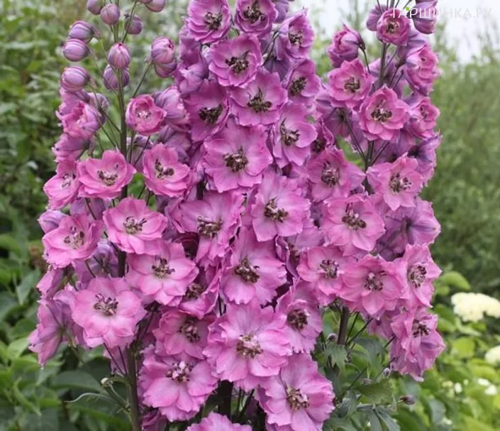 Дельфиниум высокий Новозеландский Дуск Майден (Сумеречные девы)