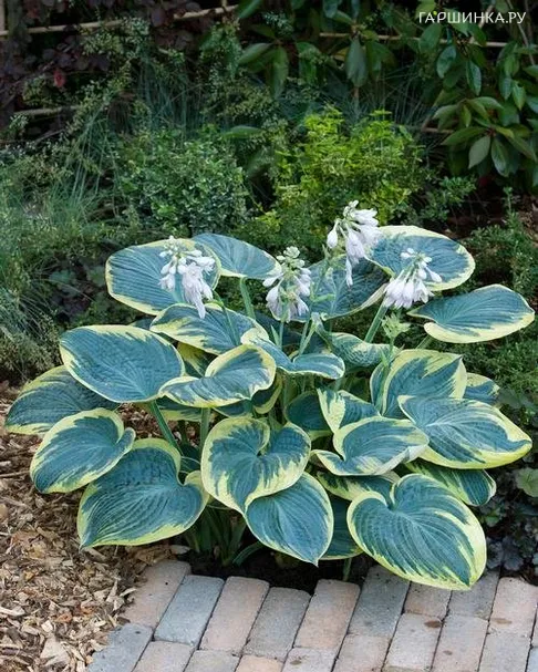 Хоста Шуга Дэдди (M)