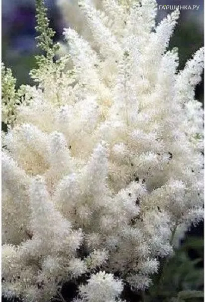 Астильба китайская Даймонд энд Перлс