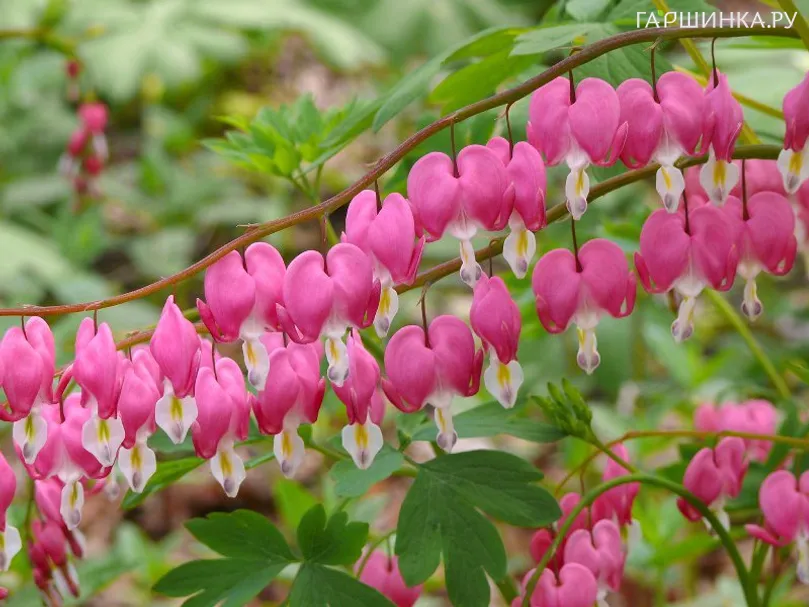 Дицентра Спектабилис