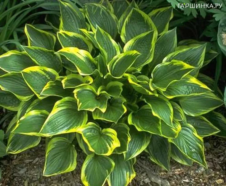 Хоста Дон Севенс (M)