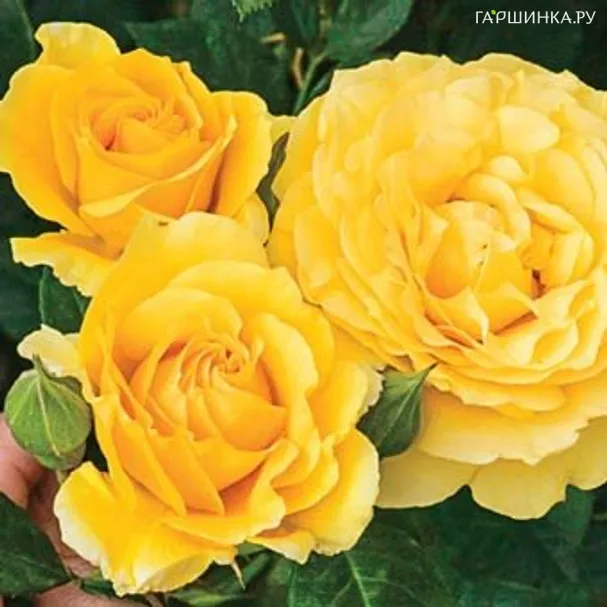 Роза Дорис Дэй флорибунда, Викс (лиц)