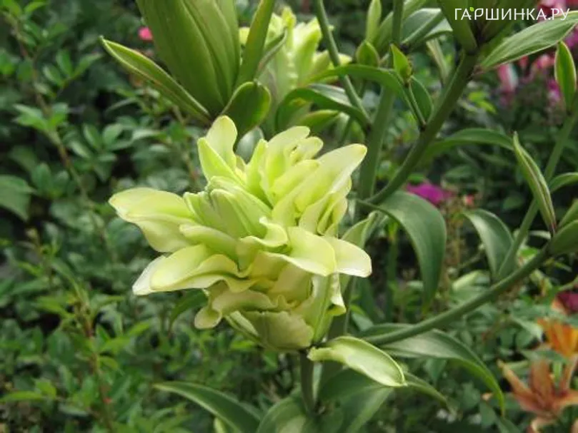 Лилия Дублин восточная махровая/ 2 шт