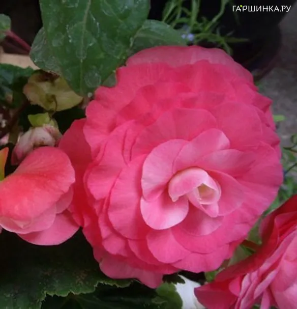 Бегония махровая Дубль Пинк 2шт.