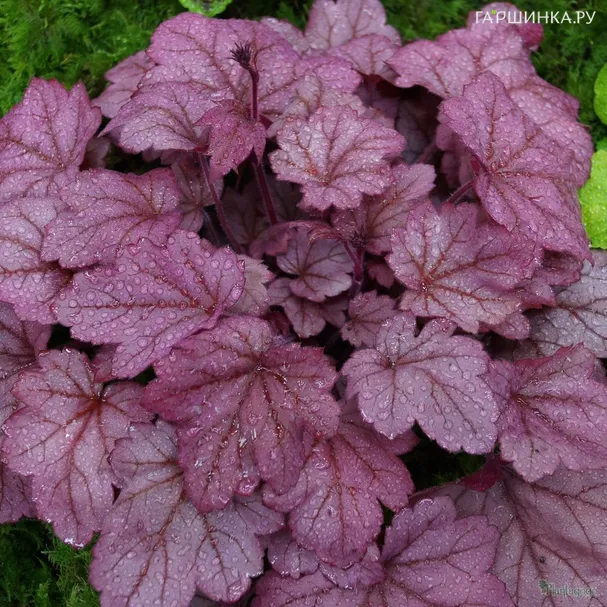 Гейхера Грэйп Сода