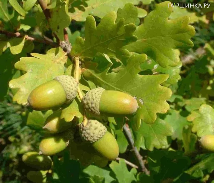 Дуб черешчатый