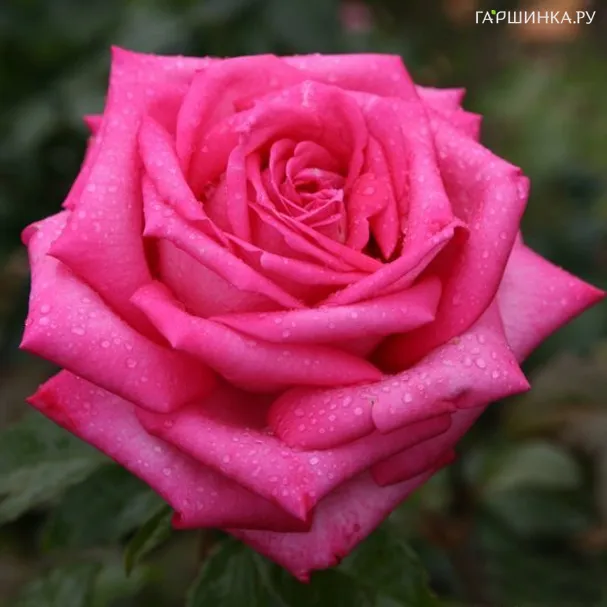 Роза Дуфтрауш чайно-гибридная, Тантау (лиц)