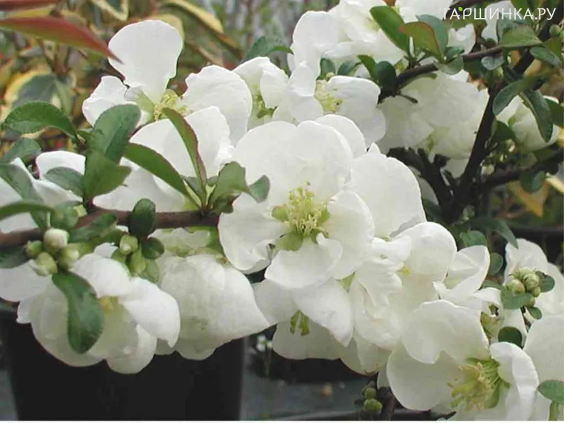 Айва Джет Трейл