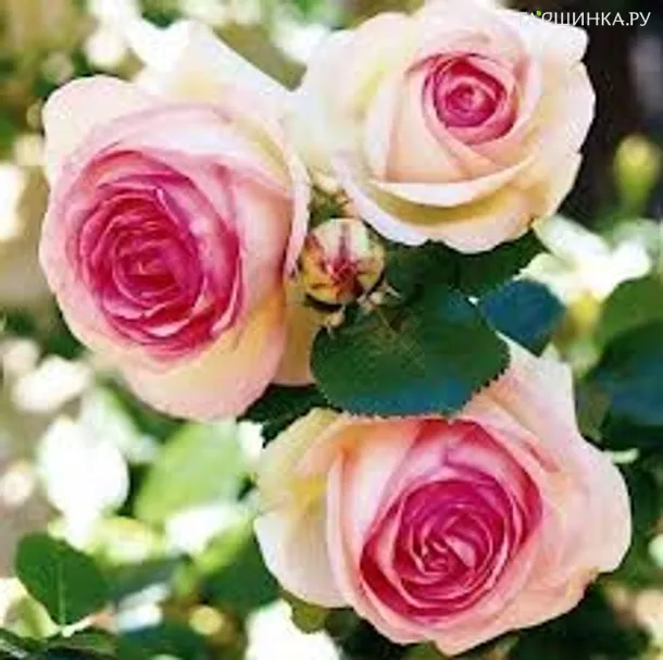 Роза Эден Розе 85, Тантау (лиц)