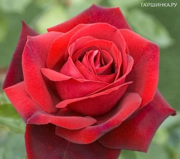 Роза Эдит Пиаф чайно-гибридная, Топалович (лиц)