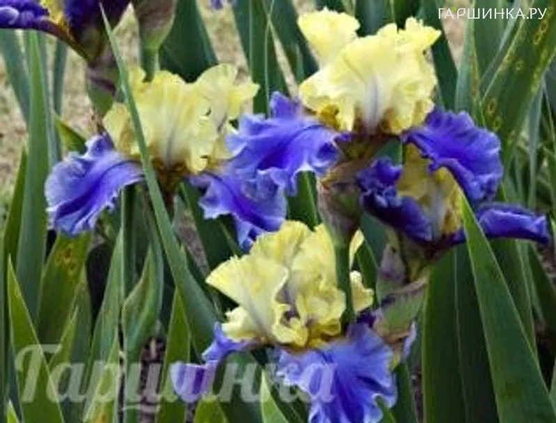 Ирис бородатый Волфорд