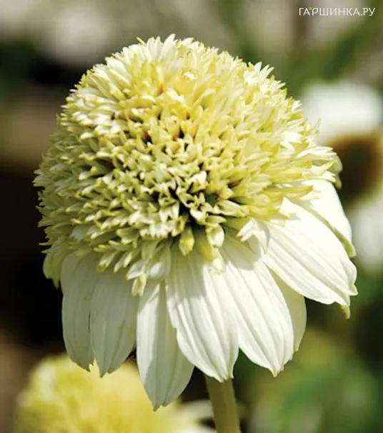 Эхинацея пурпурная Милкшейк