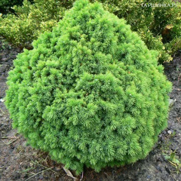 Ель канадская Альберта Глобе