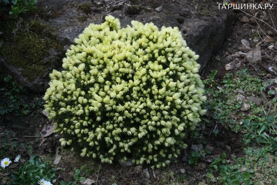 Ель канадская Ялако Голд