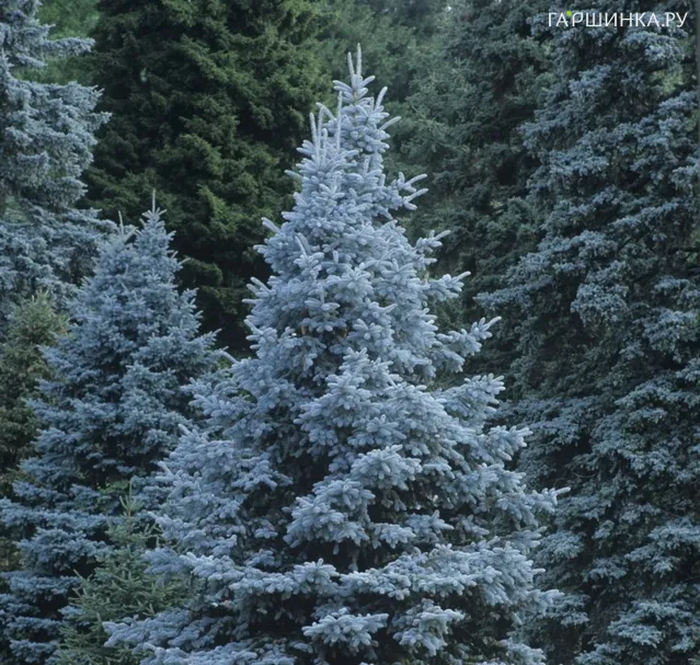 Ель колючая Кейбаб