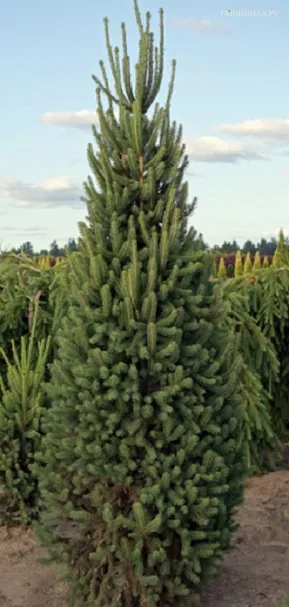 Ель обыкновенная Купрессина