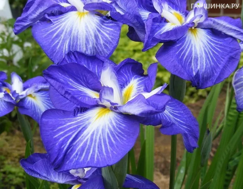 Ирис мечевидный Густо