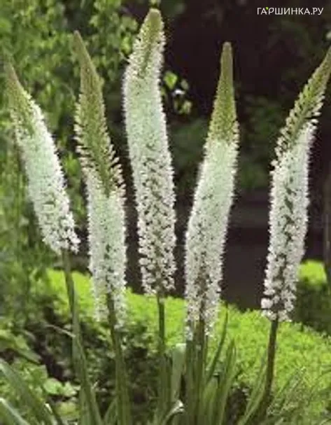 Эремурус гималайский