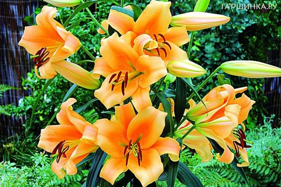 Лилия Эудоксия ОТ-гибрид/2шт