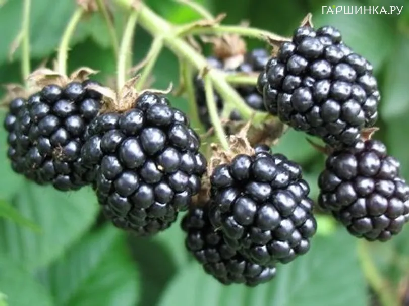 Ежевика Эбони