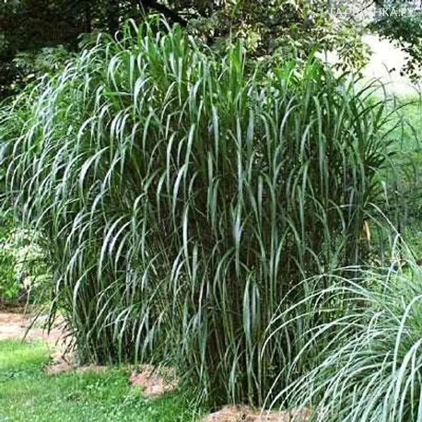 Мискантус обильноцветущий