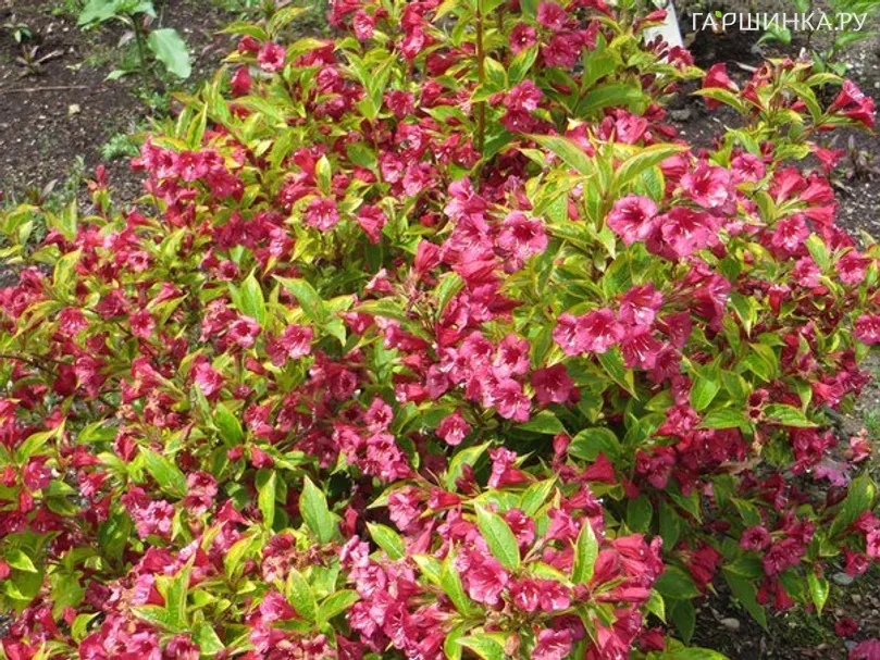 Вейгела Бригелла