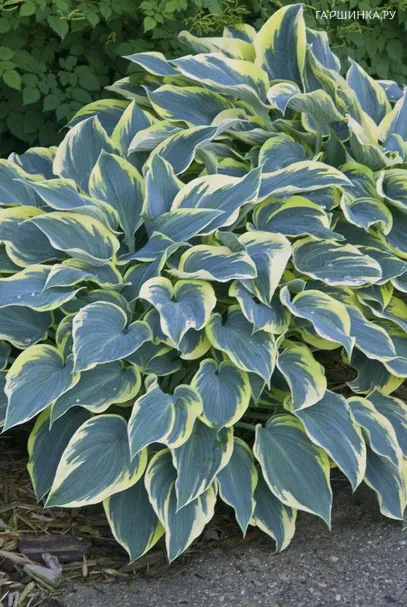 Хоста Фест Фрост (SM)