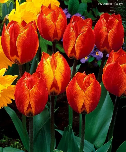 Тюльпан Флайр простой ранний 5шт