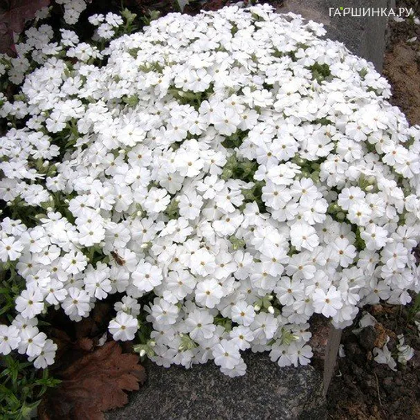 Флокс шиловидный Майшнее